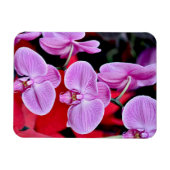Rosa Mottenorchideen drucken Magneten Magnet (Horizontal)