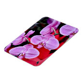Rosa Mottenorchideen drucken Magneten Magnet (Linke Seite)