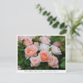 Rosa Mrs. Iris Clow Postkarte (Stehend Vorderseite)