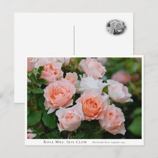 Rosa Mrs. Iris Clow Postkarte (Vorne/Hinten)