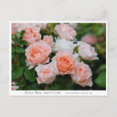 Rosa Mrs. Iris Clow Postkarte (Vorderseite)