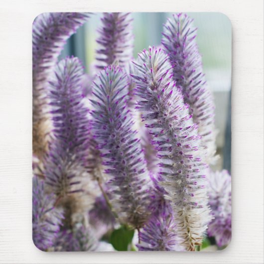 Rosa Mulla Mulla-Mausepad Mousepad (Vorne)