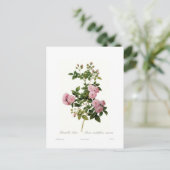 Rosa multiflora carnea(Multiflora-Rose) Postkarte (Stehend Vorderseite)