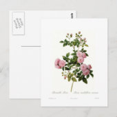 Rosa multiflora carnea(Multiflora-Rose) Postkarte (Vorne/Hinten)