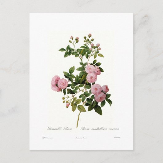 Rosa multiflora carnea(Multiflora-Rose) Postkarte (Vorderseite)
