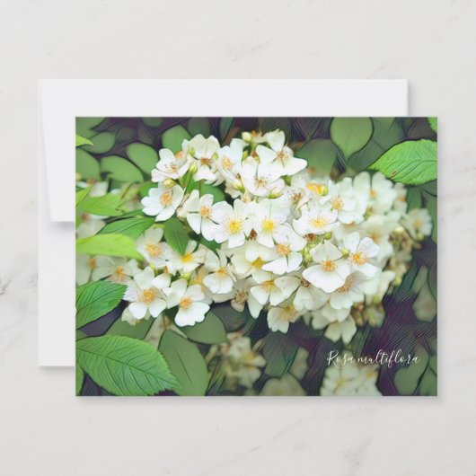 Rosa multiflora［Flat Card］ (Vorderseite)