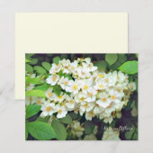 Rosa multiflora［Flat Card］ (Vorne/Hinten)