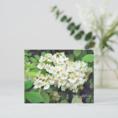 Rosa multiflora［Flat Card］ (Stehend Vorderseite)