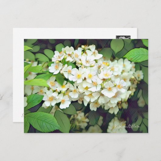 Rosa multiflora [Postcard] Postkarte (Vorne/Hinten)