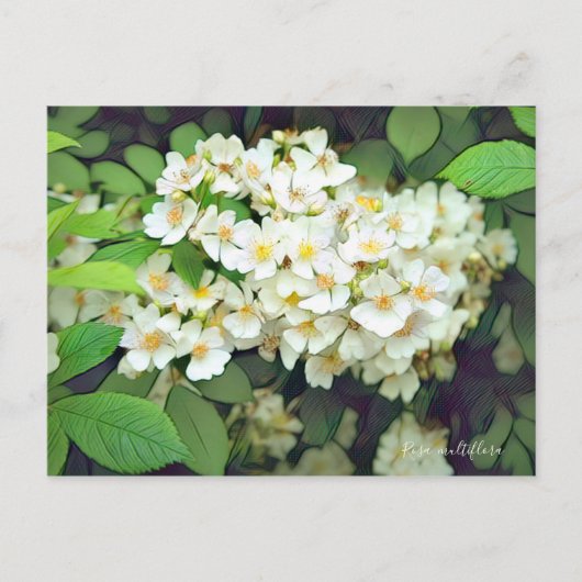 Rosa multiflora [Postcard] Postkarte (Vorderseite)