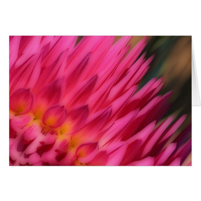 Rosa-Mum (Vorderseite (Horizontal))