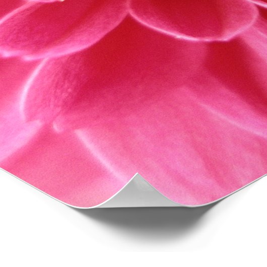 Rosa Mum Poster (Ecke)