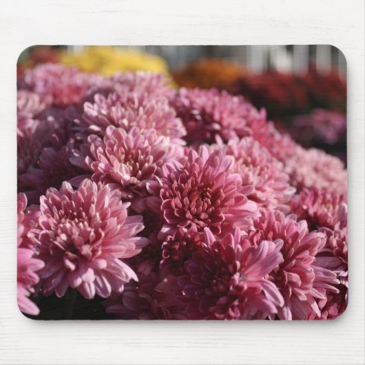 Rosa Mums Foto schön Mousepad (Vorne)