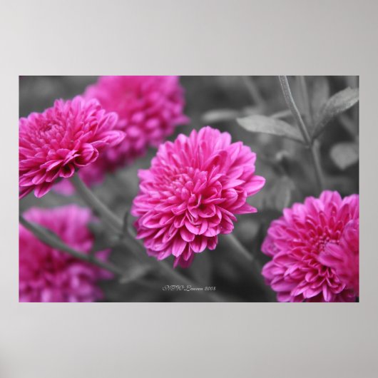 Rosa Mums Poster (Vorne)