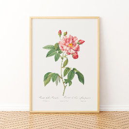 Rosa Mundi Vintag Floral Pink Französische Rose Poster