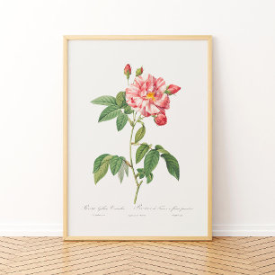 Rosa Mundi Vintag Floral Pink Französische Rose Poster