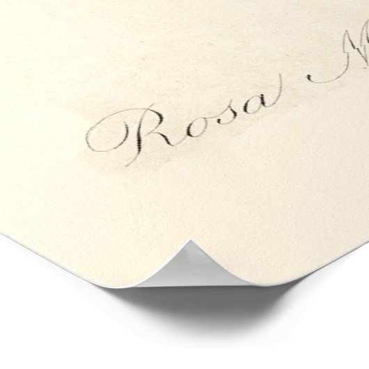 Rosa Muscosa Poster (Ecke)