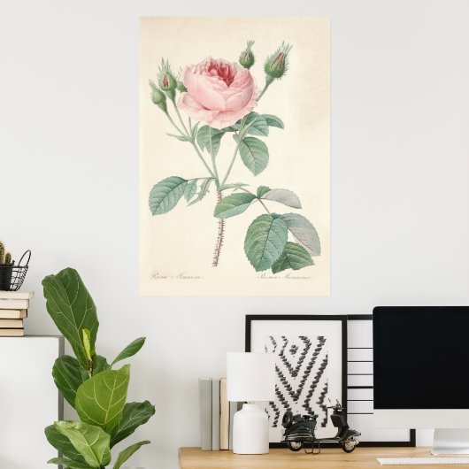 Rosa Muscosa Poster (Heimbüro)