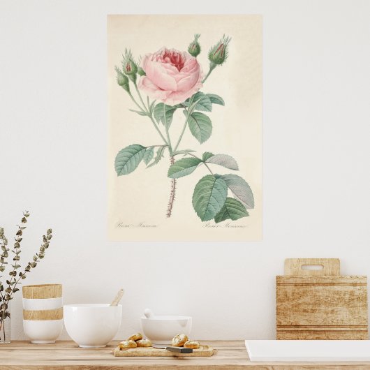 Rosa Muscosa Poster (Küche)