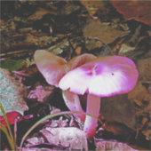 Rosa Mushroom Aufkleber (Vorderseite)