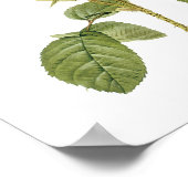 Rosa Musoosa Multiplex Redoute Poster (Ecke)