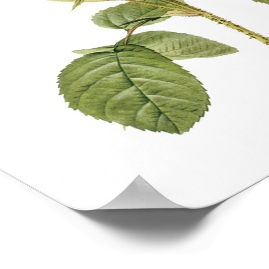 Rosa Musoosa Multiplex Redoute Poster (Ecke)