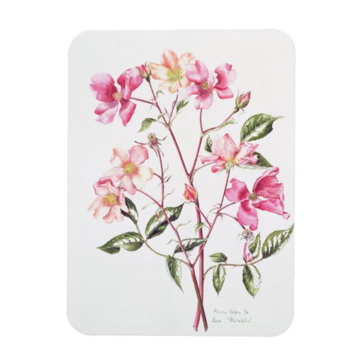 Rosa "Mutabilis" 1996 Magnet (Vertikal)