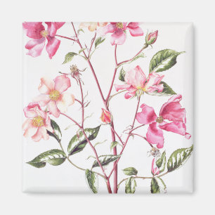 Rosa "Mutabilis" 1996 Magnet