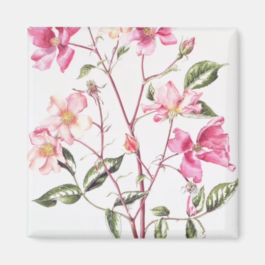 Rosa "Mutabilis" 1996 Magnet (Vorne)