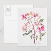 Rosa "Mutabilis" 1996 Postkarte (Vorne/Hinten)