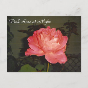 Rosa Nacht Postkarte