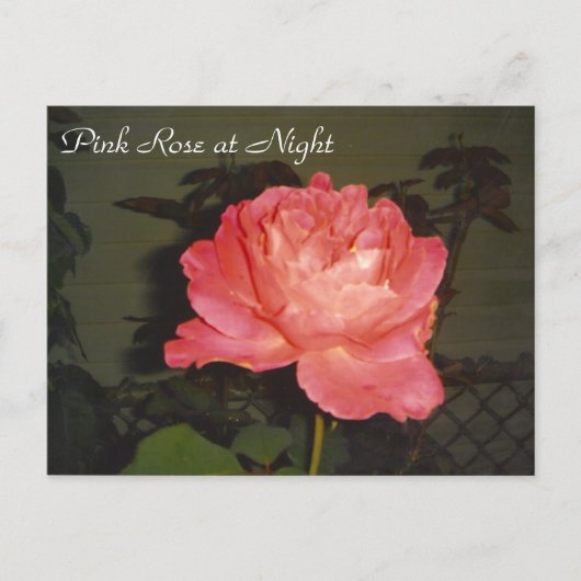 Rosa Nacht Postkarte (Vorderseite)