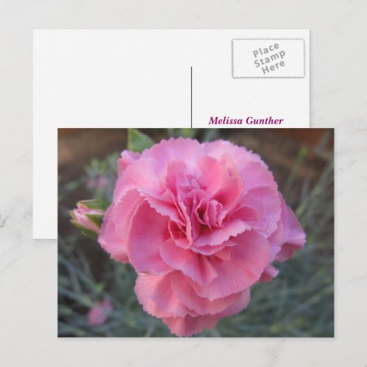 Rosa Narbe Postkarte (Vorne/Hinten)