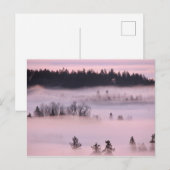 Rosa Nebelblanket. Postkarte (Vorne/Hinten)