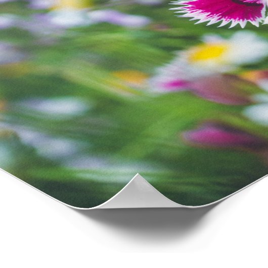 Rosa Nelke mit Gänse Poster (Ecke)