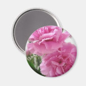 Rosa Nelken 1 Magnet (Vorderseite/Rückseite)