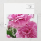 Rosa Nelken 1 Postkarte (Vorne/Hinten)