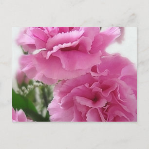 Rosa Nelken 1 Postkarte