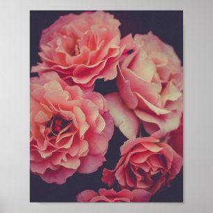 Rosa Nelken Blume Poster