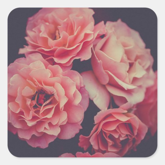 Rosa Nelken Blume Quadratischer Aufkleber (Vorderseite)