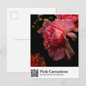 Rosa Nelken Postkarte (Vorne/Hinten)