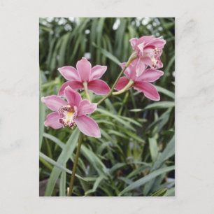 Rosa neue Morgenröte (Cymbidium) Blume Postkarte