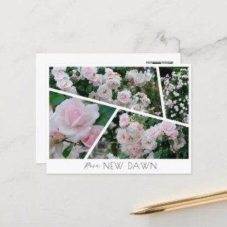 Rosa New Dawn Postkarte