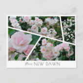 Rosa New Dawn Postkarte (Vorderseite)