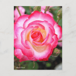 Rosa Nicole ［ Postcard ］ Postkarte