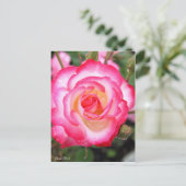 Rosa Nicole ［ Postcard ］ Postkarte (Stehend Vorderseite)