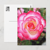 Rosa Nicole ［ Postcard ］ Postkarte (Vorne/Hinten)