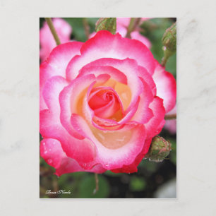Rosa Nicole ［ Postcard ］ Postkarte