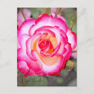 Rosa Nicole [Postkarte] Postkarte