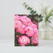 Rosa Nicole [Postkarte] Postkarte (Stehend Vorderseite)